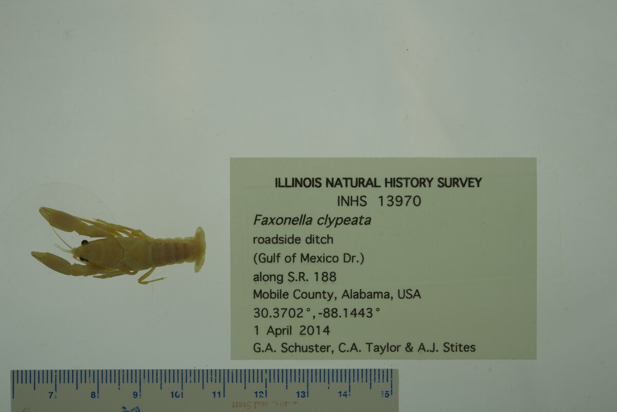 Faxonella clypeata image